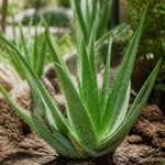 Aloe vera plant : culture et entretien au jardin
