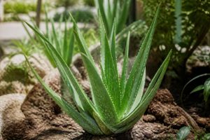 Aloe vera plant : culture et entretien au jardin