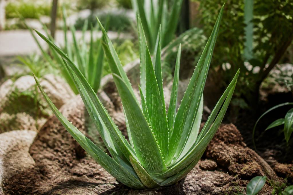 Aloe vera plant : culture et entretien au jardin