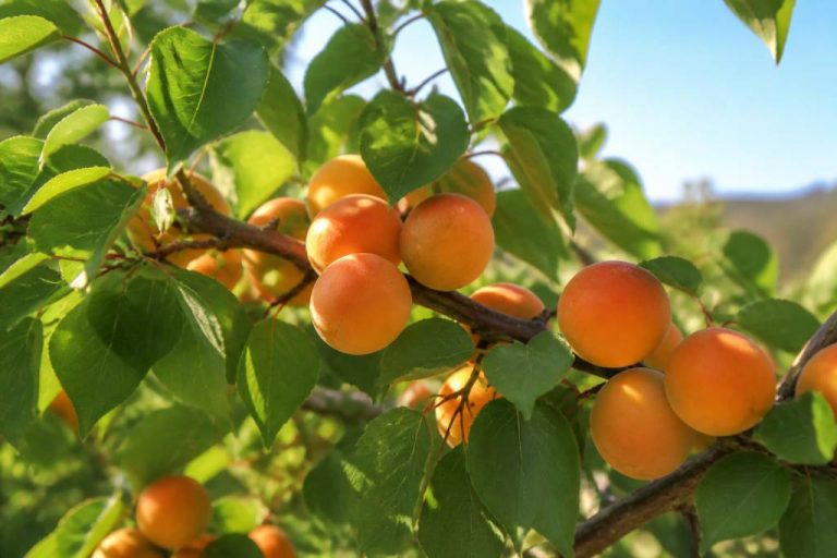 Abricotier varietes : choisir les meilleures variétés pour le jardin et les climats de France