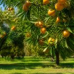 Signification des arbres dans la culture des citronniers et des agrumes