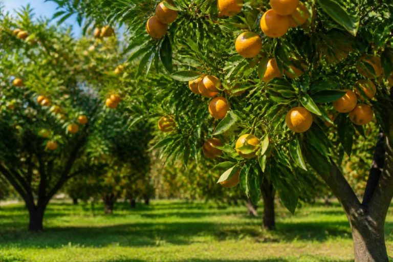Signification des arbres dans la culture des citronniers et des agrumes