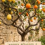 Arbre bizarre et citronniers étonnants pour cultiver des agrumes en France