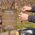 Abricotier greffe : techniques et période idéale pour réussir la reprise