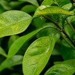 Acarien sur plante exterieur : signes et traitements pour les agrumes