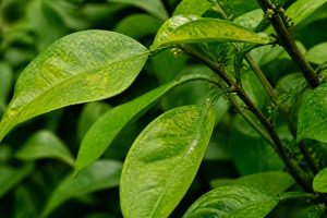 Acarien sur plante exterieur : signes et traitements pour les agrumes