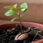 Abricotier noyau : comment faire germer un noyau d’abricotier au jardin