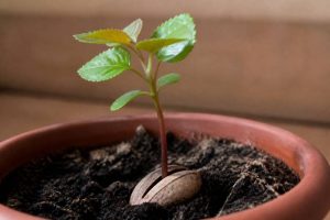 Abricotier noyau : comment faire germer un noyau d’abricotier au jardin