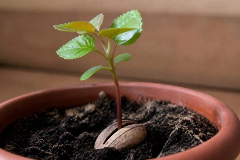 Abricotier noyau : comment faire germer un noyau d’abricotier au jardin