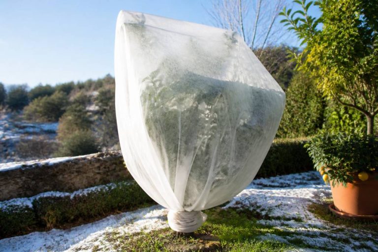 Voile d&rsquo;hivernage pour citronnier : protéger les agrumes du froid en France