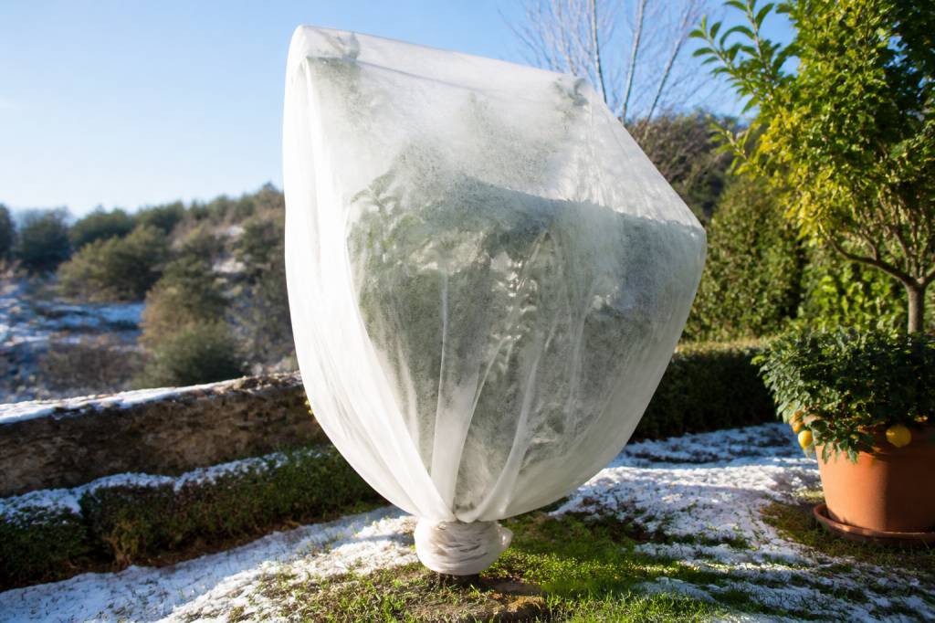 Voile d'hivernage pour citronnier : protéger les agrumes du froid en France