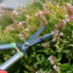 Abelia : taille, période et techniques pour une floraison généreuse