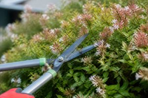 Abelia : taille, période et techniques pour une floraison généreuse