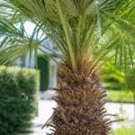 Entretien palmier de chine : conseils pour un sujet sain et vigoureux