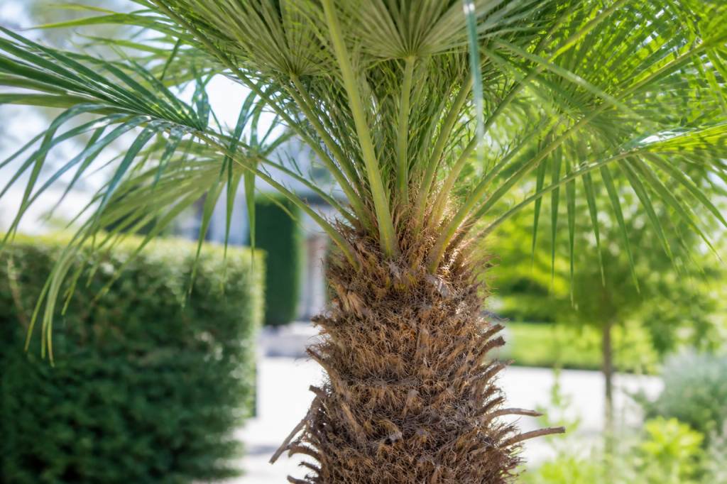 Entretien palmier de chine : conseils pour un sujet sain et vigoureux