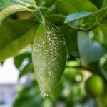 Aleurodes : traitement naturel pour citronniers et agrumes