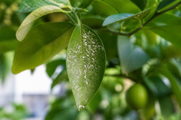 Aleurodes : traitement naturel pour citronniers et agrumes