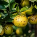 Alternariose des citronniers et des agrumes : reconnaître, prévenir et traiter cette maladie fongique