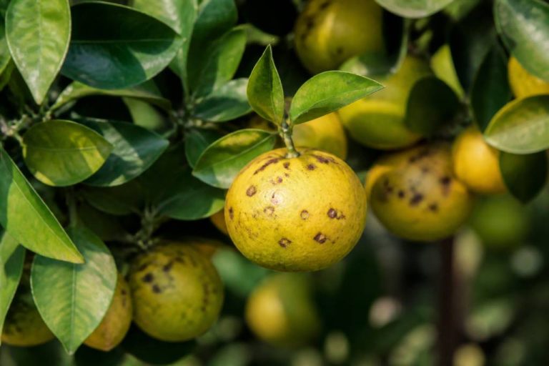 Alternariose des citronniers et des agrumes : reconnaître, prévenir et traiter cette maladie fongique