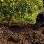 Alléger terre argileuse pour réussir la culture des citronniers et agrumes