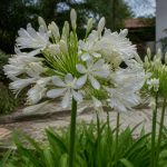Agapanthe blanche entretien : conseils pour une floraison durable