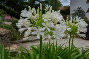 Agapanthe blanche entretien : conseils pour une floraison durable