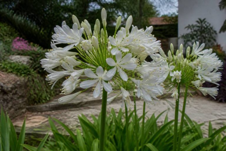 Agapanthe blanche entretien : conseils pour une floraison durable