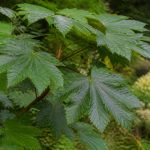 Acer macrophyllum : culture et entretien au jardin