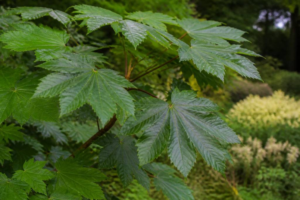 Acer macrophyllum : culture et entretien au jardin