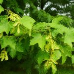 Acer campestris : plantation et entretien au jardin