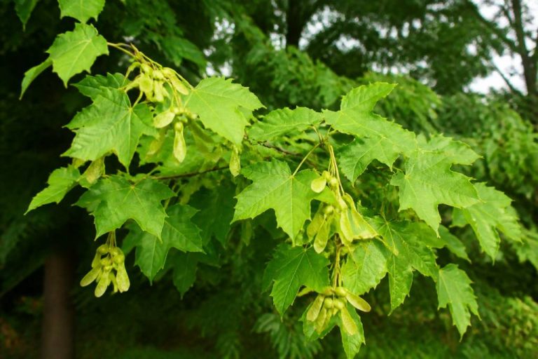 Acer campestris : plantation et entretien au jardin