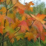 Acer cappadocicum : culture et entretien de cet érable au jardin