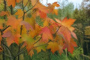 Acer cappadocicum : culture et entretien de cet érable au jardin
