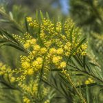 Acacia cognata : cultiver cet arbuste au jardin en France