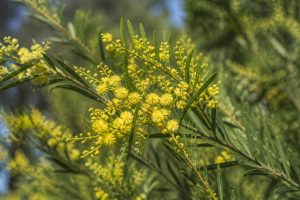 Acacia cognata : cultiver cet arbuste au jardin en France