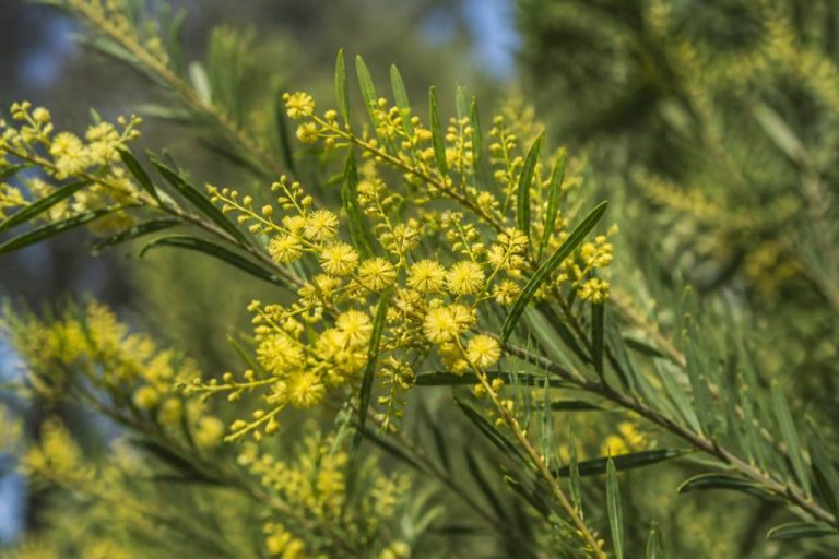 Acacia cognata : cultiver cet arbuste au jardin en France