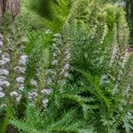 Acanthe plante envahissante : comment la contrôler au jardin