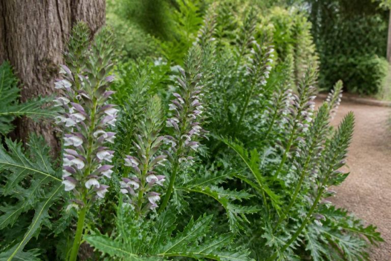 Acanthe plante envahissante : comment la contrôler au jardin