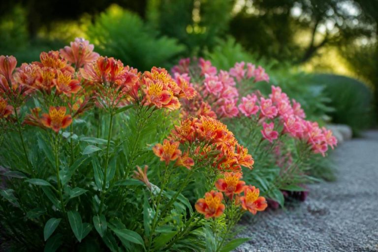 Alstroemeria exposition : choisir le bon emplacement au jardin