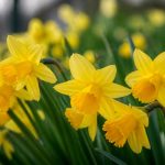 7 fleurs jaunes à cultiver au jardin et au verger