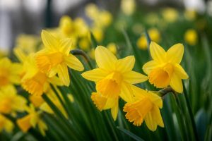 7 fleurs jaunes à cultiver au jardin et au verger