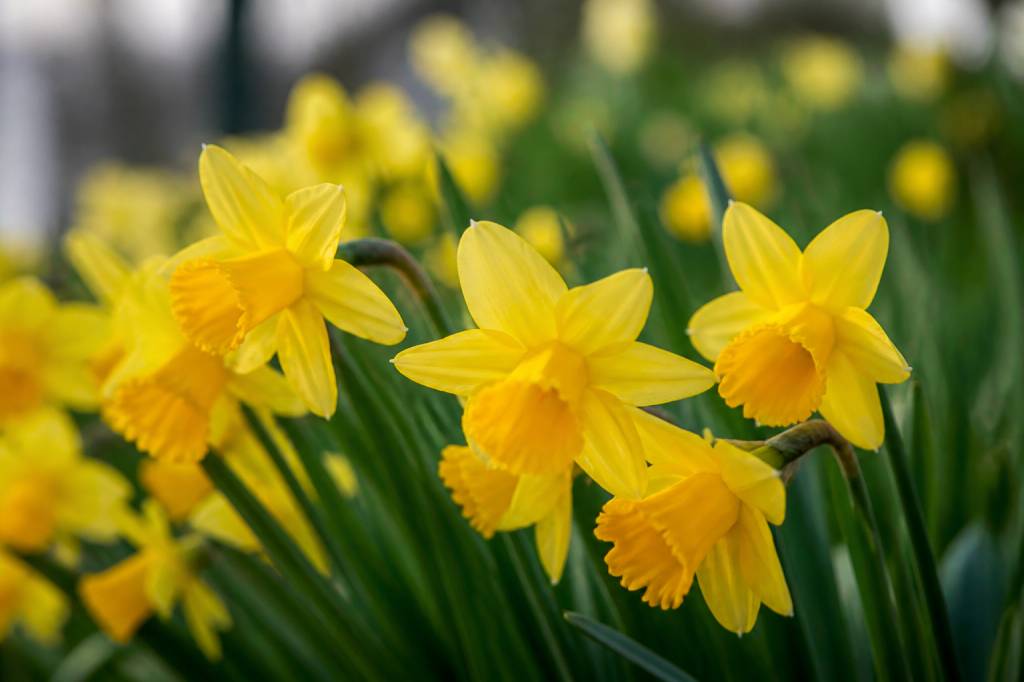 7 fleurs jaunes à cultiver au jardin et au verger