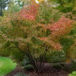 Acer ginnala : plantation, culture et entretien au jardin