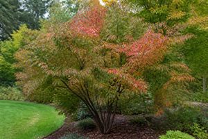 Acer ginnala : plantation, culture et entretien au jardin
