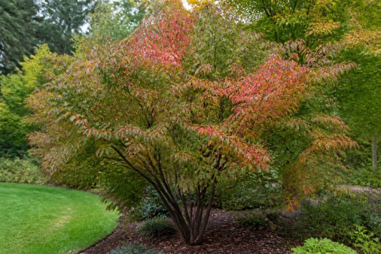 Acer ginnala : plantation, culture et entretien au jardin
