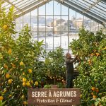 À quoi sert une serre pour cultiver les citronniers et les agrumes en France