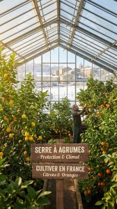 À quoi sert une serre pour cultiver les citronniers et les agrumes en France