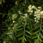 Acacia iteaphylla : culture, plantation et entretien au jardin