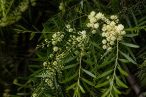Acacia iteaphylla : culture, plantation et entretien au jardin