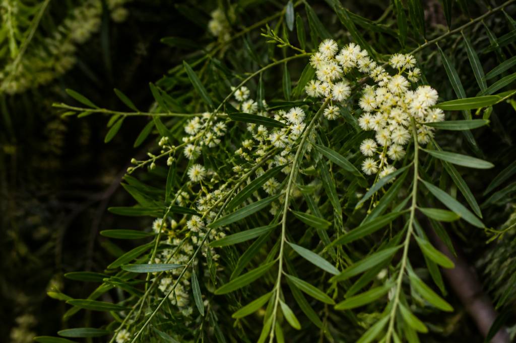 Acacia iteaphylla : culture, plantation et entretien au jardin